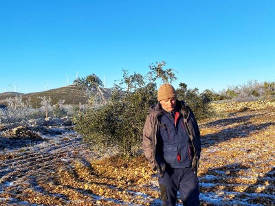 ELEMENTARNE NEPOGODE:      ELEMENTARNE NEPOGODE   Bura poštedjela ledom okovane masline u Bukovici