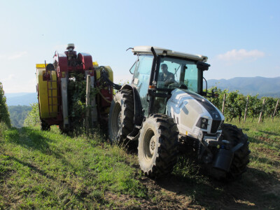 Zbog smrzavanja niži prinosi, ali dobra kvaliteta grožđa