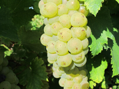 Zbog smrzavanja niži prinosi, ali dobra kvaliteta grožđa