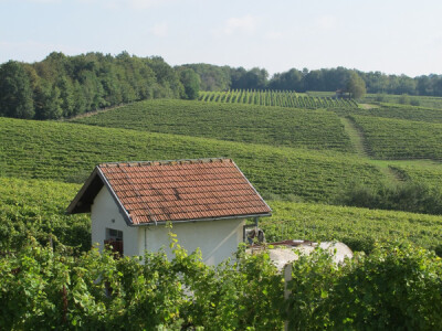 Zbog smrzavanja niži prinosi, ali dobra kvaliteta grožđa