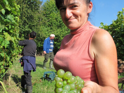 Zbog smrzavanja niži prinosi, ali dobra kvaliteta grožđa