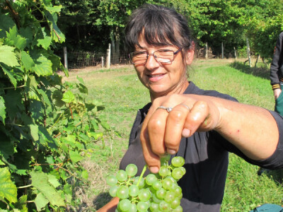 Zbog smrzavanja niži prinosi, ali dobra kvaliteta grožđa