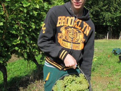 Zbog smrzavanja niži prinosi, ali dobra kvaliteta grožđa
