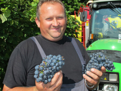 Zbog smrzavanja niži prinosi, ali dobra kvaliteta grožđa