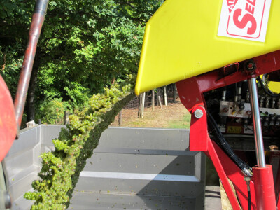 Zbog smrzavanja niži prinosi, ali dobra kvaliteta grožđa