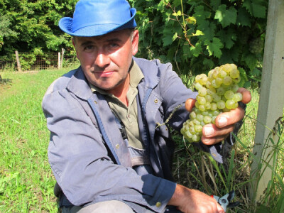 Zbog smrzavanja niži prinosi, ali dobra kvaliteta grožđa