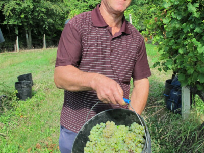 Zbog smrzavanja niži prinosi, ali dobra kvaliteta grožđa