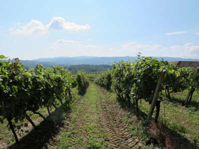 Zbog smrzavanja niži prinosi, ali dobra kvaliteta grožđa