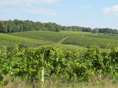 Zbog smrzavanja niži prinosi, ali dobra kvaliteta grožđa
