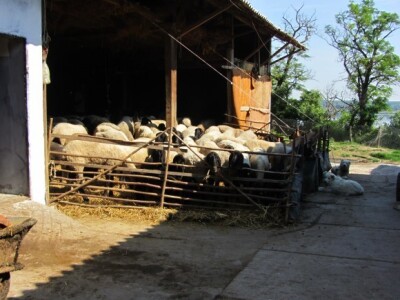 Za umatičenu cigaju država plaća subvenciju od 7.000 din