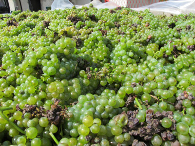 Zbog smrzavanja niži prinosi, ali dobra kvaliteta grožđa