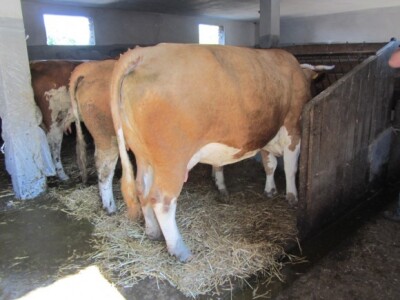 Goveda su u dobroj kondiciji