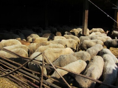 Paroški gaji i ovce cigaje