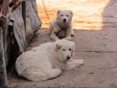Lopovi ovde neće proći