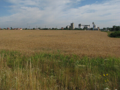 Nakon žetve se grade fabrike