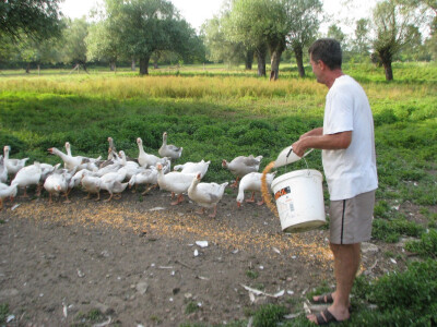 Prvo treba nahraniti guske