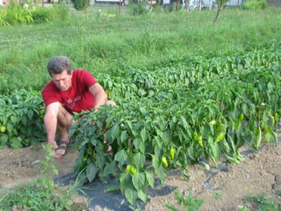 Paprika na otvorenom