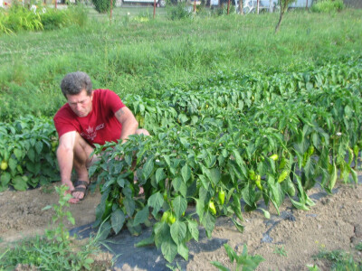 Paprika na otvorenom