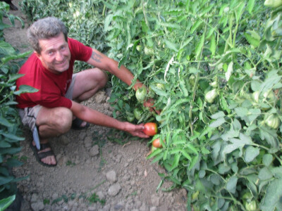 Paradajz pristiže