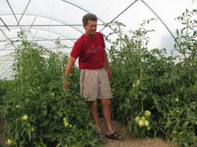 Paradajz odlično rodio