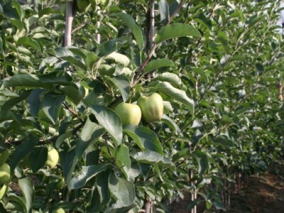 Radionica u sklopu projekta JABUKA.NET 2