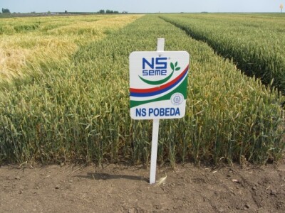 NS Seme - NS Pobeda