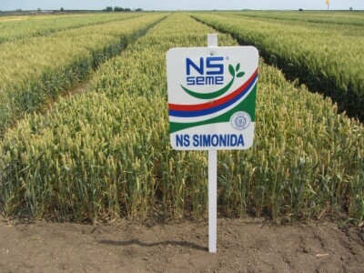 NS Seme - NS Simonida