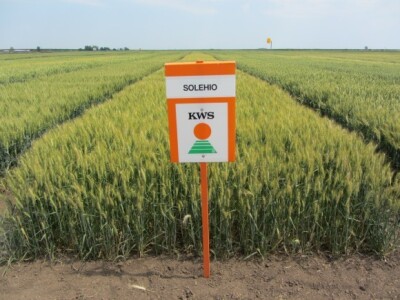 KWS Solehio