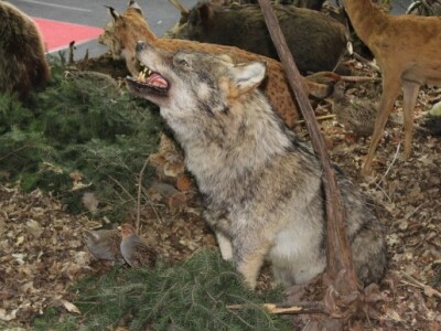 Preparirane životinje