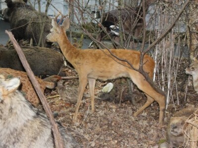 Preparirane životinje