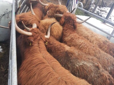 Farma škotskih visinskih goveda kod Jajca