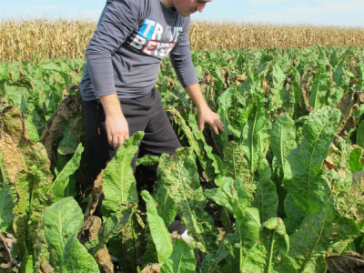 Tražite isplativu kulturu? Sadite hren! Tražite isplativu kulturu? Sadite hren!