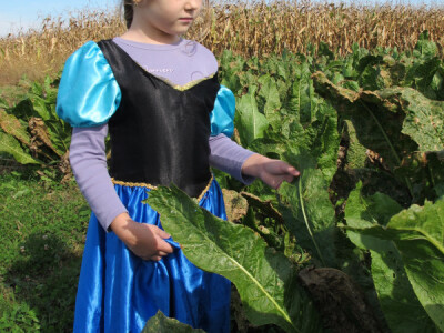 Tražite isplativu kulturu? Sadite hren! Tražite isplativu kulturu? Sadite hren!