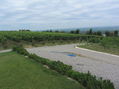 Pepelnica pravi probleme u vinogradima