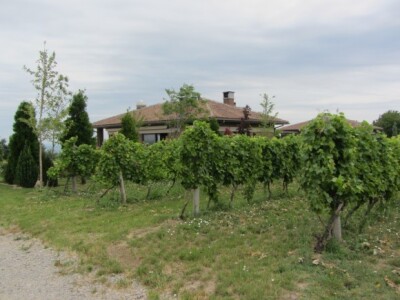 Pepelnica pravi probleme u vinogradima