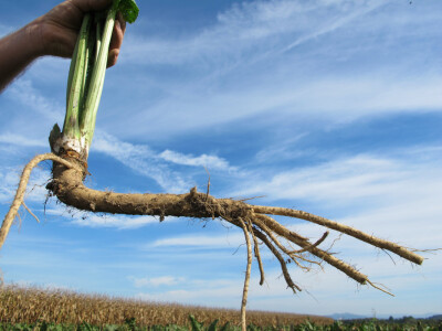 Tražite isplativu kulturu? Sadite hren! Tražite isplativu kulturu? Sadite hren!