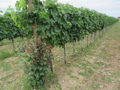 Pepelnica pravi probleme u vinogradima