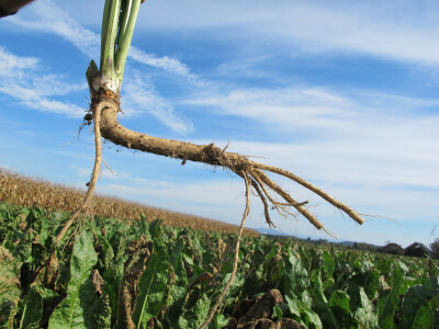 Tražite isplativu kulturu? Sadite hren! Tražite isplativu kulturu? Sadite hren!