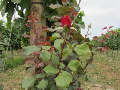 Pepelnica pravi probleme u vinogradima