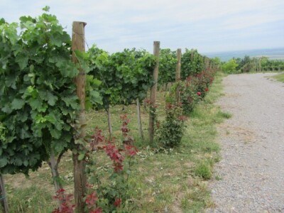 Pepelnica pravi probleme u vinogradima