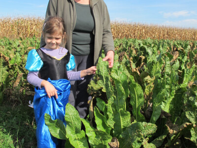 Tražite isplativu kulturu? Sadite hren! Tražite isplativu kulturu? Sadite hren!