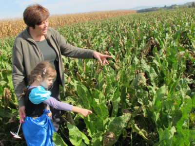 Tražite isplativu kulturu? Sadite hren! Tražite isplativu kulturu? Sadite hren!