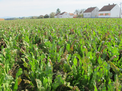 Tražite isplativu kulturu? Sadite hren! Tražite isplativu kulturu? Sadite hren!
