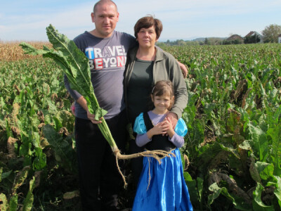 Tražite isplativu kulturu? Sadite hren! Tražite isplativu kulturu? Sadite hren!