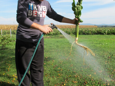 Tražite isplativu kulturu? Sadite hren! Tražite isplativu kulturu? Sadite hren!