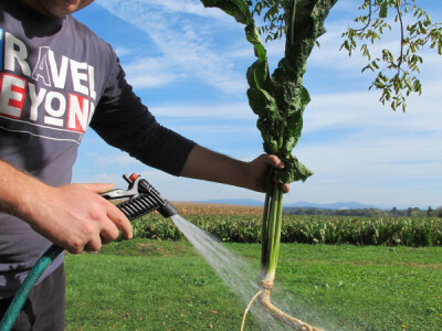 Tražite isplativu kulturu? Sadite hren! Tražite isplativu kulturu? Sadite hren!