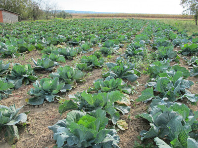 Završila sezona kiseljenja kupusa Završila sezona kiseljenja kupusa
