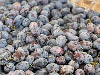 52. Sajam šljive u Gradačcu