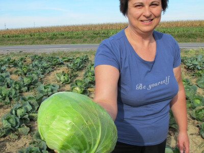 Završila sezona kiseljenja kupusa Završila sezona kiseljenja kupusa
