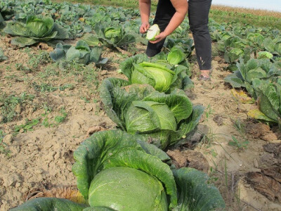 Završila sezona kiseljenja kupusa Završila sezona kiseljenja kupusa